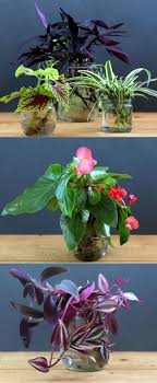 Grow Beautiful Indoor Plants In Water So Easy Water Plants Indoor Plant In Glass Indoor Water Garden