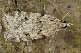 Image result for Scoparia subfusca