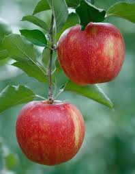 This large, rugged tree has bright green, lobed leaves and produces small green acorns. Apple Tree Care Kinnucan Tree Experts Landscape Company