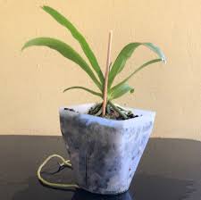 Image result for Cyrtorchis neglecta