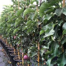 Fruit trees are great nitrogen feeders and is the element most needed by your trees. Blue Moon Columnar Cordon Apple Tree Ornamental Trees Ltd