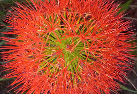 Image result for Alafia zambesiaca