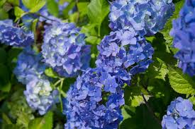 青い紫陽花の写真 画像 を無料ダウンロード フリー素材のぱくたそ