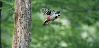 Maybe you would like to learn more about one of these? A Wonder Of Evolution Woodpeckers Birdlife