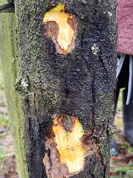 We did not find results for: Diplodia Der Schwarze Rindenbrand Landesbetrieb Landwirtschaft Hessen