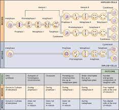 Key differences between mitosis and meiosis. Mitosis And Meiosis Comparison Chart Video And Pictures Diffen