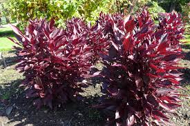 Image result for Iresine