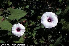 Image result for Ipomoea obscura