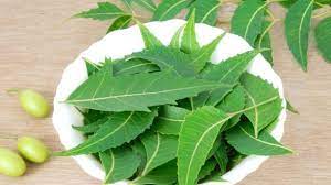 Siti normaya kamarulzaman gs48401 2. 6 Amazing Benefits Of Chewing Neem Regularly Ndtv Food