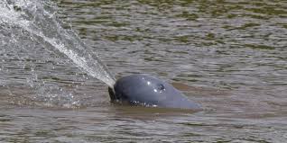 Ikan cupang mampu hidup dalam ikan menjadi salah satu bahan makanan yang bisa diolah menjadi berbagai masakan lezat dan mengandung nilai gizi yang banyak. Jangan Tertukar Lagi Ini Beda Dugong Pesut Dan Lumba Lumba Halaman All Kompas Com