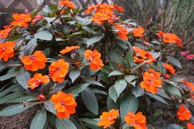 Image result for Impatiens irvingii