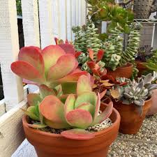 The flapjack paddle plant adds a pop of color to your plant collection. Paddle Plant Repost Dig If You Will The Pics Succulents Kalanchoe Flapjack Thyrsiflora Paddleplant Succul Windowsill Garden Red Succulents Succulents
