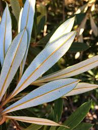 Image result for Boscia integrifolia