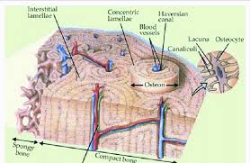 Check spelling or type a new query. Basic Structure Of Bone And Haversian System 25 Download Scientific Diagram
