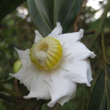 Image result for Bellucia