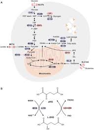 Iván corrales gordo (nacido el 12 de julio de 1974 en plasencia, cáceres) es un exjugador de baloncesto español. Oxygen Availability And Metabolic Reprogramming In Cancer Journal Of Biological Chemistry