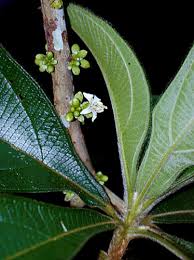 Image result for Bellucia