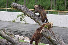 It has about 500 animals of 80 different species. 15 Best Things To Do In Boras Sweden The Crazy Tourist