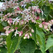 Image result for Clerodendrum rotundifolium
