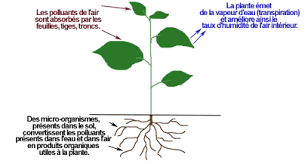 Plantes Depolluantes Chlorophytum Dracaena Plantes Depolluantes Chlorophytum Plante