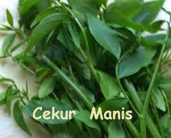 Sayur manis leaves grow on stems that are thick and fibrous at the base and then narrow to a. Anim Agro Technology Cekur Manis Kenali Dan Khasiatnya