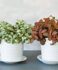 Nerve Plant Fittonia Albivenis In 2020 Closed Terrarium Plants Plants Terrarium Plants