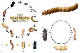 The Mealworm Life Cycle Sugar Gliders Meal Worms Meal Worms Raising Life Cycles