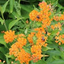 Milkweeds Br Butterfly Milkweed Asclepias Tuberosa Asclepias Tuberosa Asclepias Milkweed
