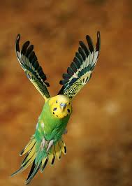 Pin Von Sara Hek Auf Cute Animals Wellensittich Sittich Exotische Vogel