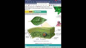 Struktur dan fungsi komponen dalam berkas vaskular pada tumbuhan. 2 1 Struktur Daun Biologi Tingkatan 5 Spm 2021 Youtube