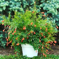 5.0 out of 5 stars 2. Gurney S 3 In Pot Dwarf Pomegranate Punica Live Fruiting Tree Orange Red Flowers 71707 The Home Depot