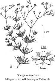 Image result for Spergula