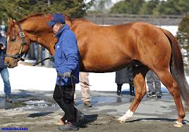 種牡馬別 市場取引成績２０１１ サウスヴィグラス編 サラブレッドセール せり市場 馬市 種牡馬 の最新情報 By馬市 Com
