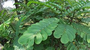 Daun saga biasanya tumbuh liar di halaman, kebun. Khasiat Daun Gelenggang Hp 010 3443880 Youtube