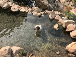 Mystery Murphy and AJ Magro's Wedding Website