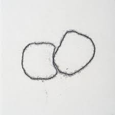 Bildergebnis für Maria Laet