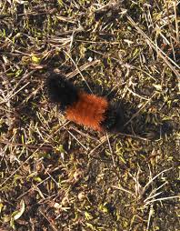 Black And Red Fuzzy Caterpillar Wooly Bear Red And Black Fuzzy Caterpillar Seen At The Camano Island Beach In December 2012 Will Later Black Fuzzy Caterpillar Woolly Bear Fuzzy Caterpillar