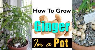 Plant your ginger ginger roots grow horizontally, so you need a wide but shallow pot. How To Grow Ginger In Pot Growing Ginger Indoors Balcony Garden Web