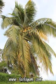 Pokok mantap tidak mudah dijangkiti kuman4. Pokok Kelapa Dan Pantun Segalanya Tentang Tumbuhan