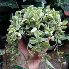Nama latin tumbuhan dan gambarnya serta nama latin daun. 8 Jenis Tanaman Hias Gantung Cocok Untuk Dekorasi Rumah Minimalis Merdeka Com