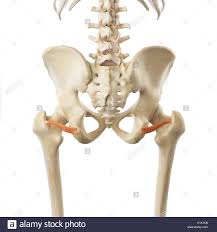 Page 2 Obturator High Resolution Stock Photography And Images Alamy