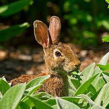How to keep an outdoor bunny. Baits For Rabbits Rabbit Baits Havahart