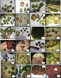 It was introduced in the country during the spanish regime. Ethno Botanical Survey Of Edible Wild Fruits In Benguet Cordillera Administrative Region The Philippines Sciencedirect