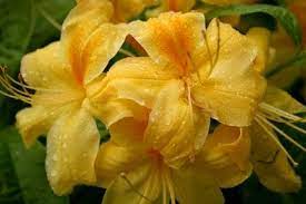 Azalea Care Coffee Grounds Ehow Landscaping With Roses Azalea Flower Plants