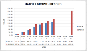 Quail Growth Record For Our First Quail Hatch Ss Prepper