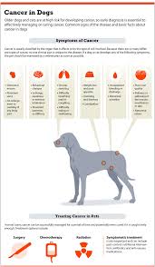 dog lymph nodes lymphadenopathy lymphadenitis and cancer