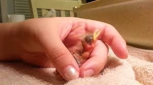 I have the same feeling as with brand new babies—the feeling that i should find this wriggling creature. Feeding A Baby Robin Youtube