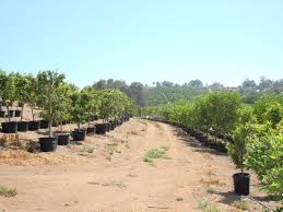 The fruit is excellent out of hand or can be used any way that grapes are used. California Tropical Fruit Tree Nursery