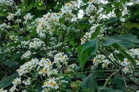 Image result for Montanoa bipinnatifida