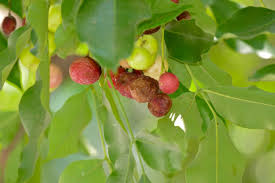 Image result for Ekebergia